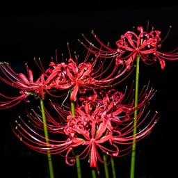 Asynchronous Advantage Actor Critic (A3C)